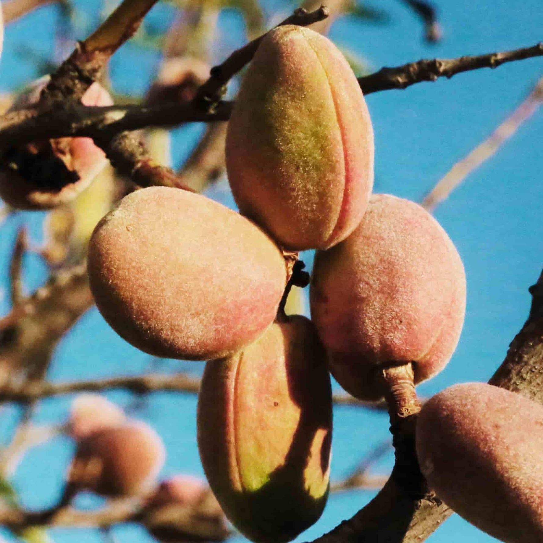 Fleurs d’amandier sur une branche, illustrant le bois d’amandier pour un fumage à chaud doux et légèrement sucré.