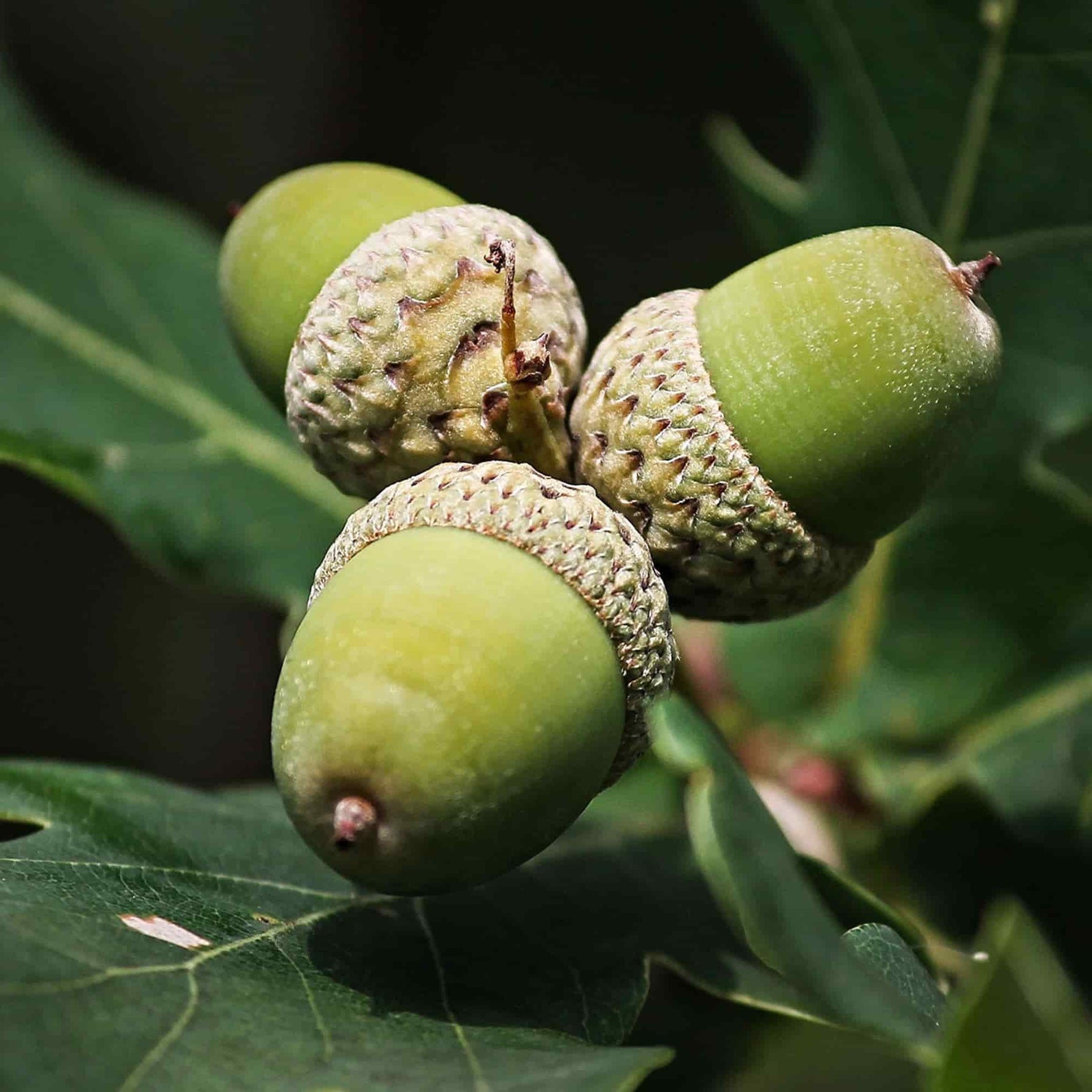 Feuilles de chêne symbolisant le bois de chêne Kokko, parfait pour un fumage à chaud robuste et aromatique.