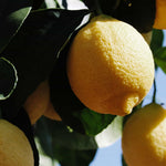 Citrons mûrs sur leur branche, représentant le bois de citronnier pour un fumage à chaud aux notes fraîches et citronnées