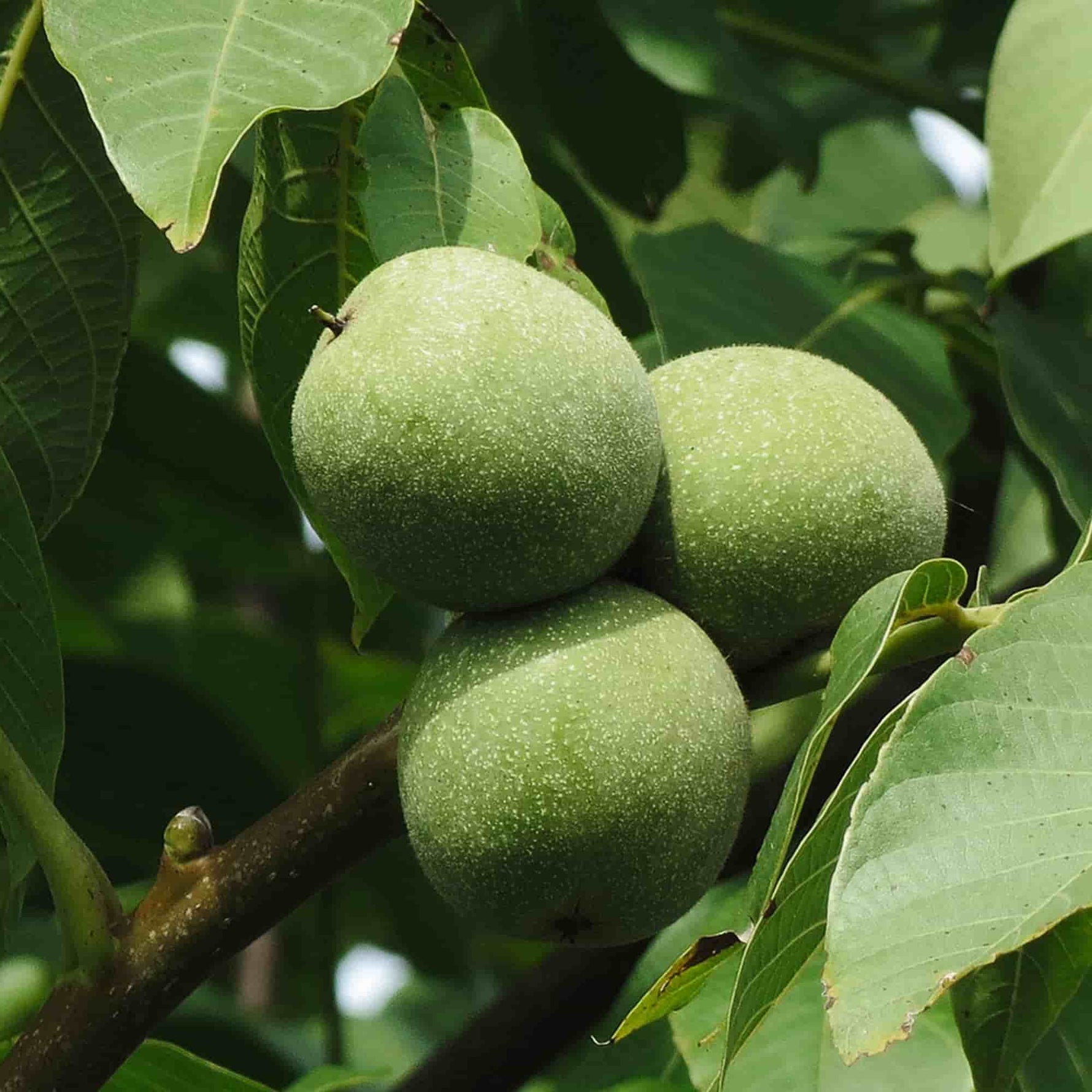 Noix et feuillage de noyer évoquant le bois de noyer, idéal pour un fumage à chaud intense et légèrement corsé.